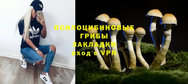 блэк спрут ссылка  купить  цена  Пудож  Псилоцибиновые грибы Psilocybine cubensis 